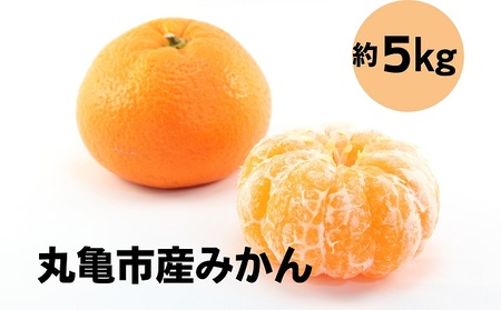 【先行予約】みかん 約5kg 柑橘 ミカン 蜜柑 オレンジ 果物 くだもの フルーツ 果実 ギフト 贈答用 プレゼント 11月～ 順次発送 香川県 丸亀市