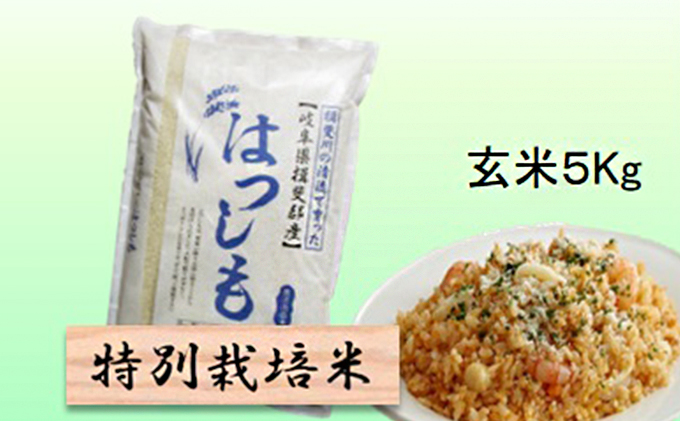 特別栽培米★玄米５kg 【ハツシモ】 お米 ブランド米 銘柄米 ご飯 おにぎり アッサリ 幻のお米 大粒 