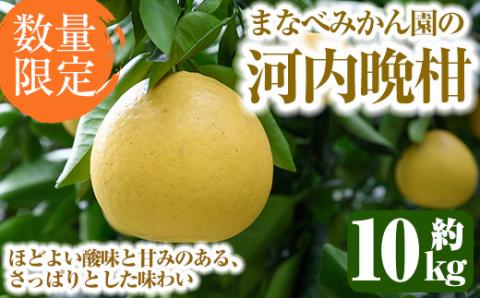 ＜2025年3月中旬以降発送予定＞数量限定！まなべみかん園の河内晩柑(約10kg)国産 柑橘類 かんきつ 晩柑 果物 フルーツ【有限会社まなべみかん園】a-14-5-z