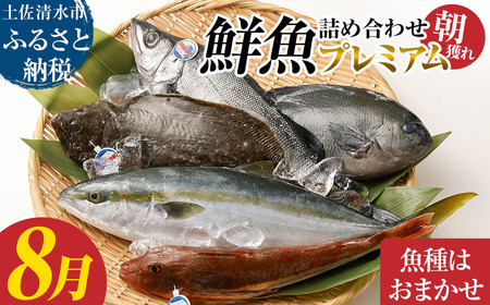 旬の朝獲れ鮮魚詰め合わせ（プレミアム）【2026年8月配送】【以布利定置網　漁師直送】【S00819-8】