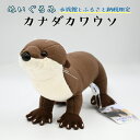 【ふるさと納税】ぬいぐるみ カワウソ アクアワールド 大洗 オリジナル グッズ 茨城 水族館 カナダカワウソ かわうそ 限定