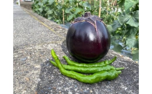 
【注文後1～2週間後にてお届け】京野菜「3種セット」賀茂茄子・万願寺とうがらし・伏見とうがらし
