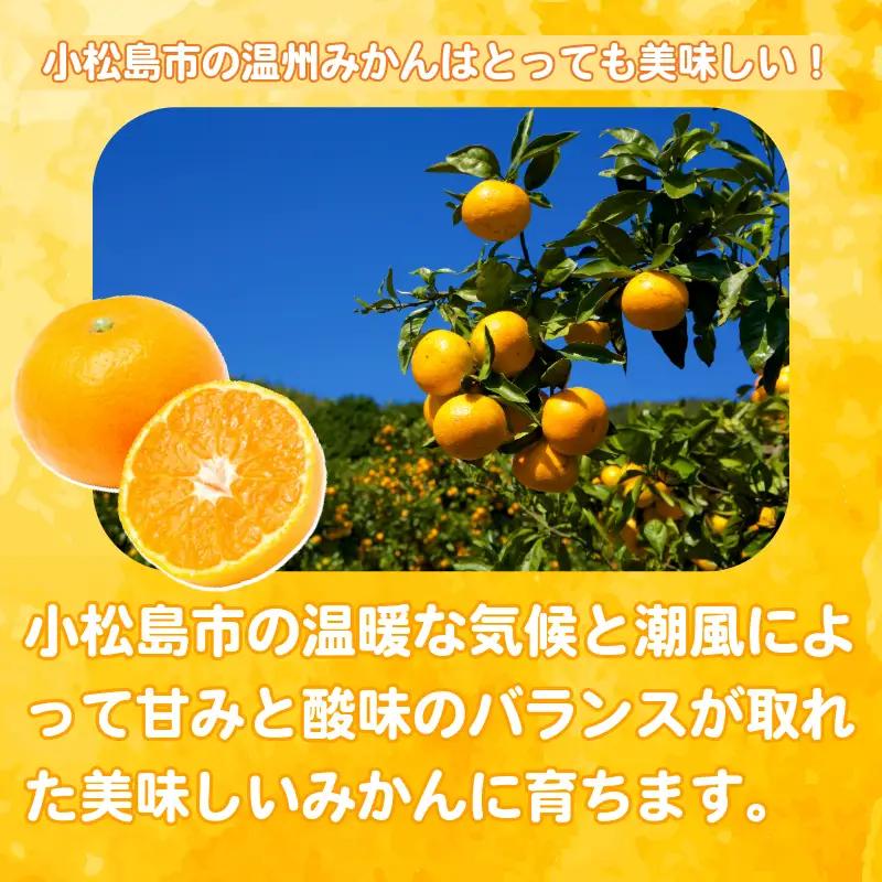 【2026年12月発送】秀品 温州みかん 3kg みかん