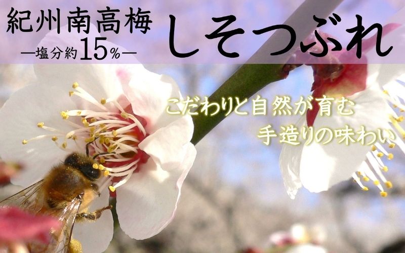 ご家庭用 大容量 紀州南高梅 しそ漬 つぶれ 塩分約15％ 700g×2  yamada006A