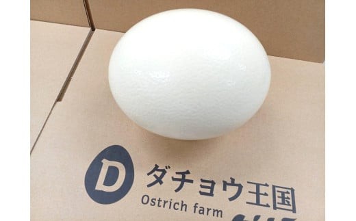 ダチョウ卵殻 エッグアート 工作 ダチョウ 卵殻 たまご殻 卵から 卵の殻 大きい ビッグ サイズ ダチョウ王国 アート 手芸 作品 自由研究 茨城県 石岡市 (C05-019)