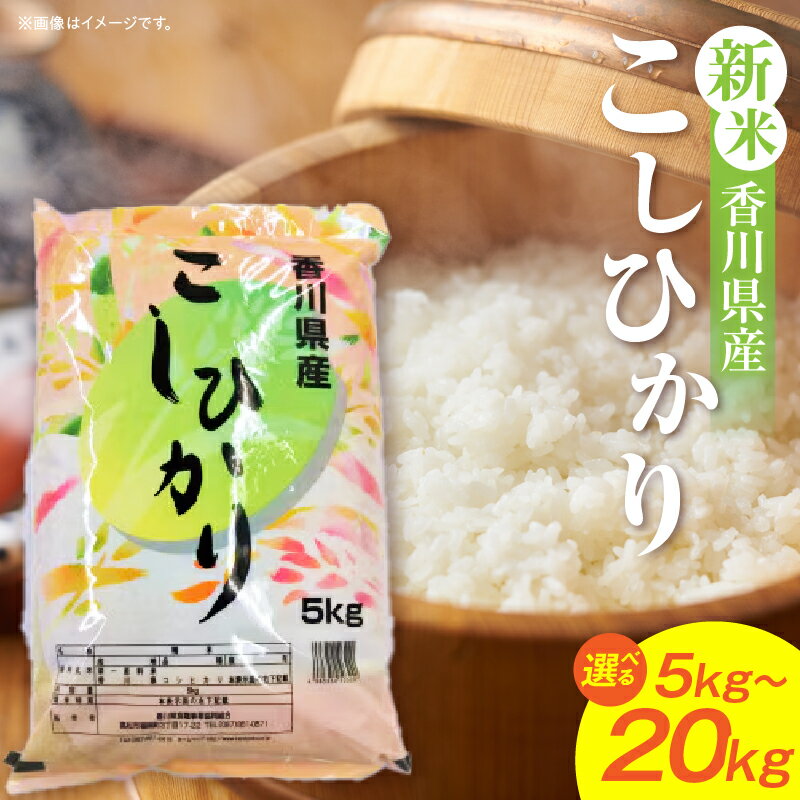 【ふるさと納税】【選べる内容量】【令和7年産】香川県産こしひかり 5kg～20kg（紙袋配送） 米 お米 こめ こしひかり 国産 精米 5kg 10kg 15kg 20kg 香川県産 家庭用 人気 おすすめ ご飯 選べる お裾分け おにぎり 白飯 白米 新米 香川県 三木町 送料無料