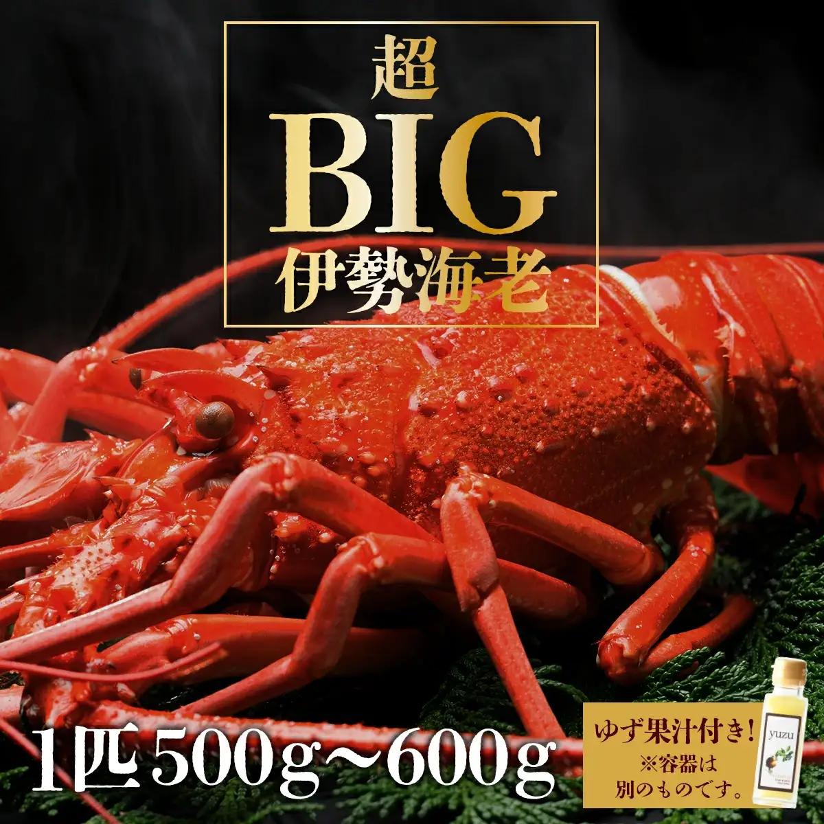 超BIG伊勢海老＜1匹＞【冷凍】 S201 【株式会社森海家】