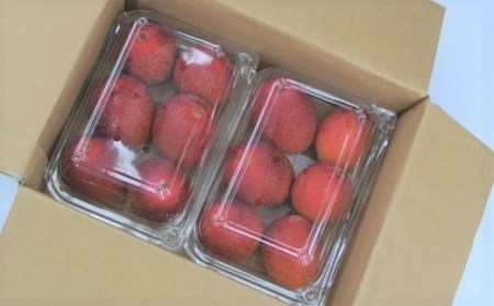 【2025年 発送】南国指宿の温泉熱で育てた温泉完熟ミニマンゴー約1kg(T&P/016-1751) マンゴー フルーツ 果物 旬 夏 指宿 いぶすき 鹿児島 完熟 お供え 御供 ギフト 贈り物 プレ