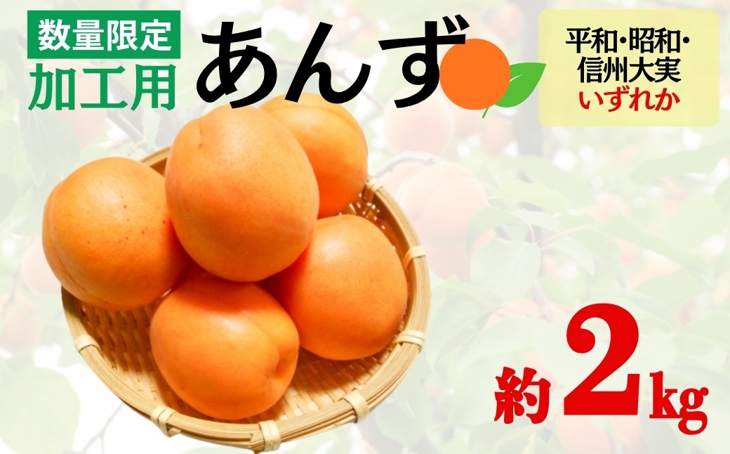 
                  【2026年先行予約】あんず おまかせ加工用(平和・昭和・信州大実) 約2kg | 杏子 アプリコット 信州 長野県 千曲市
                
