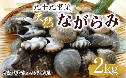 九十九里浜　天然ながらみ　2kg【名産】 ふるさと納税 ながらみ 幻の貝 九十九里産 貝 国産 千葉県 大網白里市 送料無料 P006