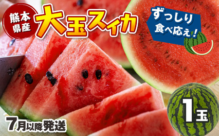 【7月以降発送 】 スイカ 王国 熊本 ！ 大玉 すいか 1玉 熊本県産 果物  西瓜 フルーツ | フルーツ 果物 くだもの すいか スイカ 熊本県 玉名市