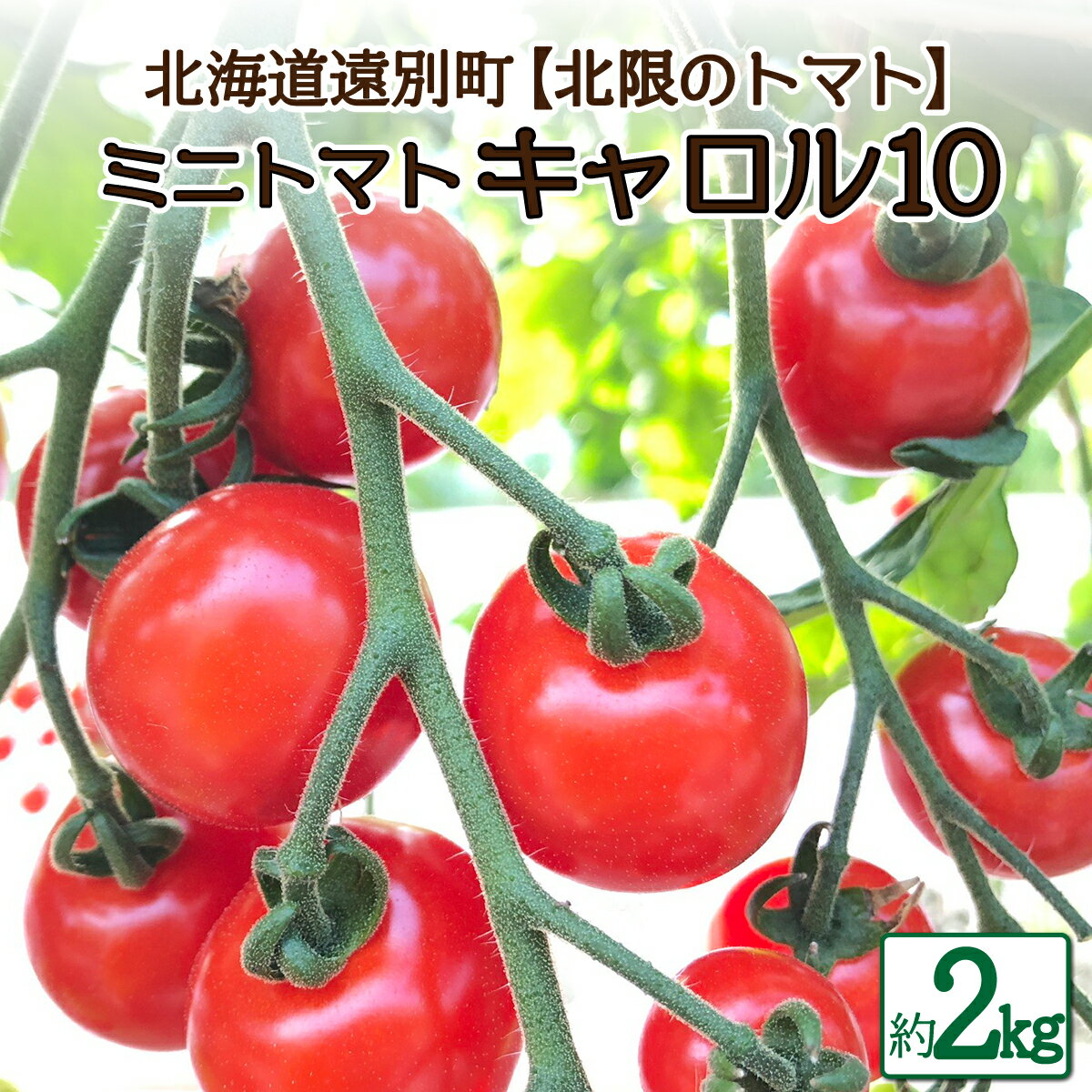【ふるさと納税】遠別産ミニトマト（赤のみ2kg）【北限のミニトマト】　トマト とまと ミニトマト ミニトマトキャロル 野菜 やさい 緑黄色野菜 夏野菜 甘い 北海道 遠別町