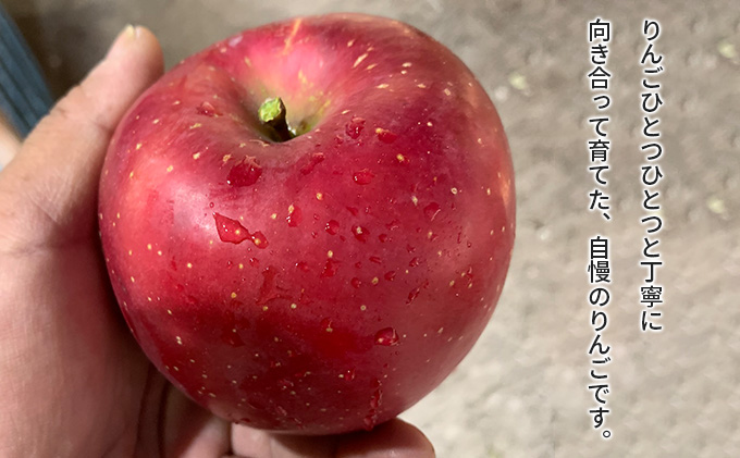 11月発送 特選 サンふじ 約3kg 【弘前市産・青森りんご】