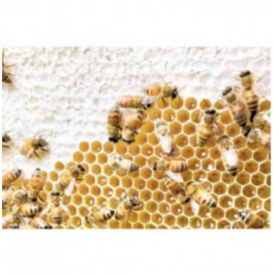 ふるさと納税 水戸市 山桜はちみつと春のはちみつの3種セット【B3山桜】【茨城県共通返礼品/五霞町】 |  | 02