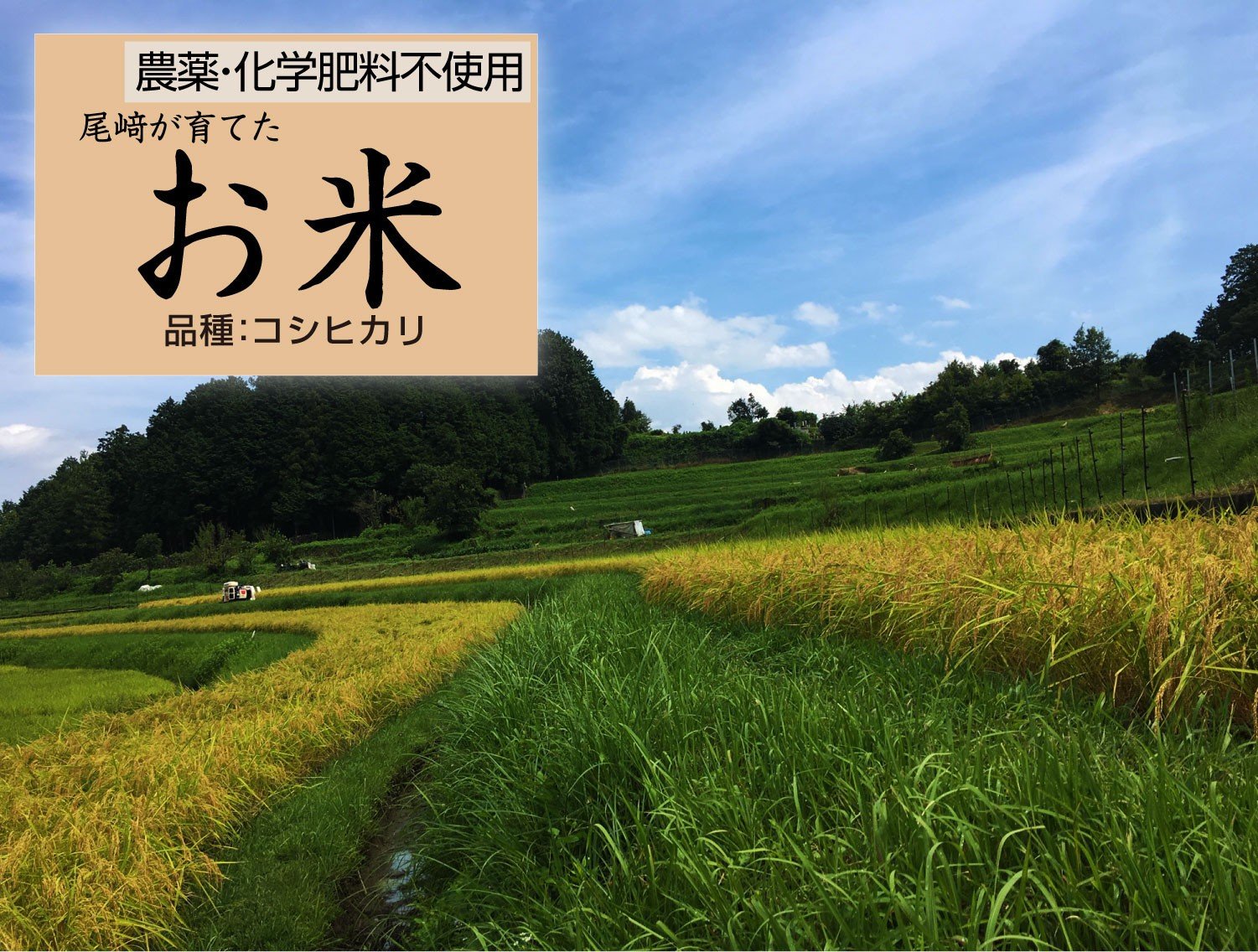
            栽培期間中農薬・化学肥料不使用 白米粒が光る棚田米 滋賀県大津産 白米10kg
          