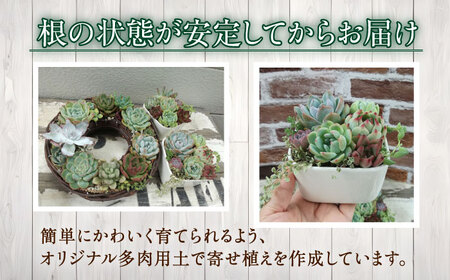 多肉植物の寄せ植え （10×10cm） 多治見市 / 多肉SHOP KATIE ケイティ 多肉ケイティ 多肉ショップケイティ 観葉植物 多肉 植木鉢[TGF001]