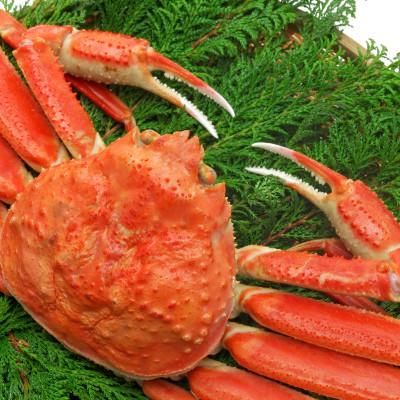 ふるさと納税 北栄町 【先行予約】【蒸し】ご自宅用松葉ガニ　大　1枚　※11月中旬から順次発送