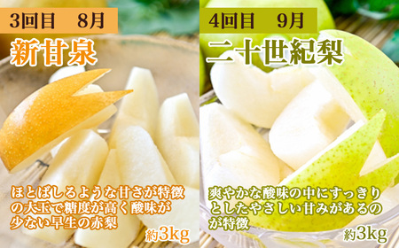 【数量限定】倉吉のフルーツ定期便 2026 先行予約 【6月から6回のお届け】鳥取県 倉吉市 新甘泉 二十世紀梨 王秋 スイカ プリンスメロン ディーバメロン メロン 6回 お届け 果物 定期便 期間