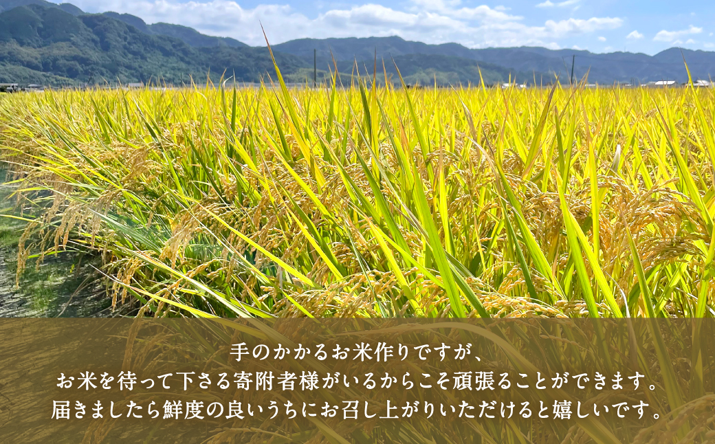 【先行予約】 《令和7年産》 自然栽培米 くらら 精米 5kg （八代産ヒノヒカリ） 【2025年11月下旬より順次発送】