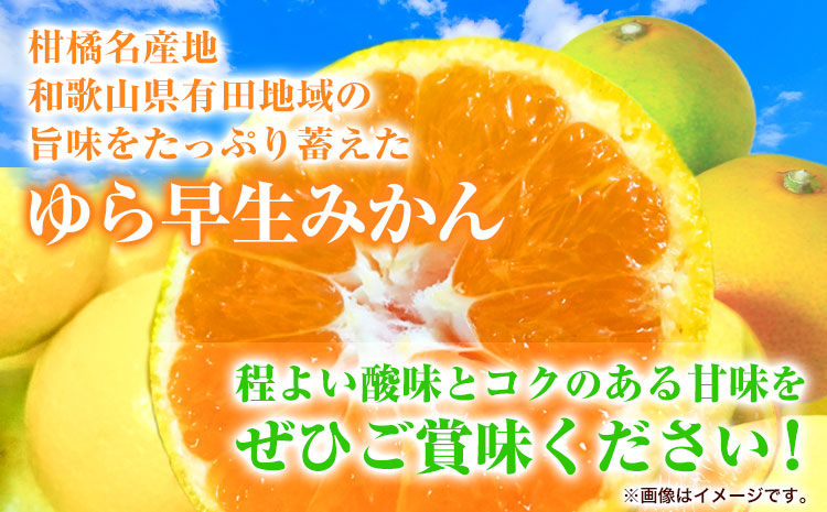 紀州和歌山有田産 ゆら早生みかん 約5kg 株式会社魚鶴商店《2025年10月上旬-11月上旬頃出荷》 和歌山県 日高町 みかん 早生 柑橘(F)