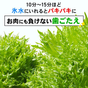 フリルレタス  10袋  約3kg  レタス  レタス  レタス  レタス  レタス  レタス