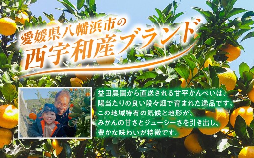 【先行受付】愛媛オリジナルの高級柑橘『甘平（かんぺい）』　3ｋｇを可愛いいみきゃん箱でお届け！！【103-5】 果物 くだもの 甘平 かんぺい みかん ミカン 蜜柑 柑橘 フルーツ  期間限定 季節限