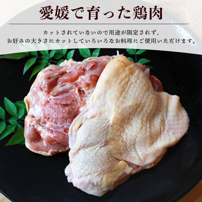 ＜【6ヶ月定期便】銘柄鶏 浜千鶏 愛媛県産 若鶏もも肉 3kg（1kg×3）＞ 国産 鶏肉 鳥肉 とり チキン モモ肉 はまちどり ブロック 精肉 にく 料理 アレンジ 夕飯 夕食 お弁当 昼食 唐揚