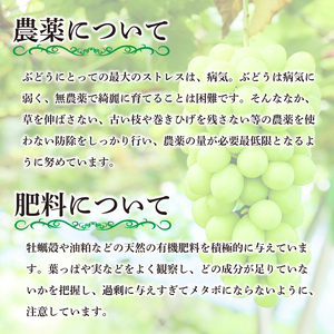 訳あり シャインマスカット ピオーネ 各2パック 粒でお届け 