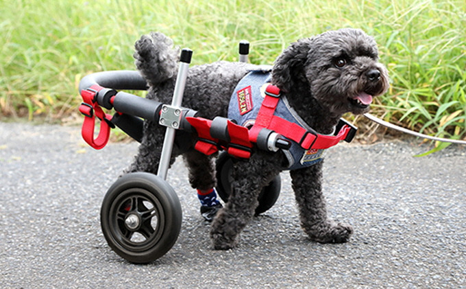 
小型犬用二輪車椅子（背丈23～35cm　体重8キロ以下）【！寄附前に事業者へ相談必要！】
