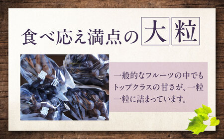 【先行予約】巨峰 約2kg1箱（4房から6房）＜2026年8月中旬から発送＞/ 巨峰 ぶどう ブドウ 葡萄 愛媛県 愛媛 内子町 フルーツ 果物 送料無料 美味しい おすすめ 人気 特産品 四国 国産