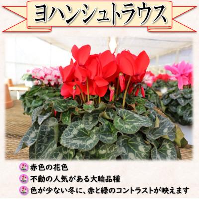 ふるさと納税 中島村 【先行予約】シクラメン6号鉢(ヨハンシュトラウス)　水野谷園芸 |  | 01