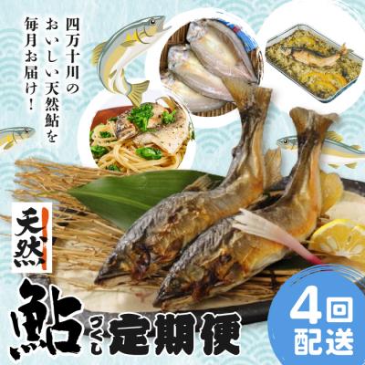ふるさと納税 四万十市 【4回定期便】鮎づくし!清流四万十川で育った天然鮎の定期便 R6