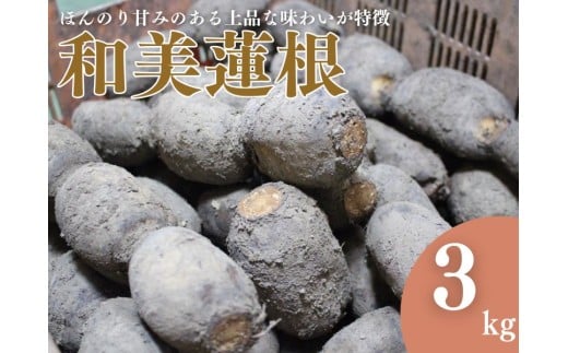 【予約商品】和美蓮根 3kg【配送時期：10月上旬～2月下旬】