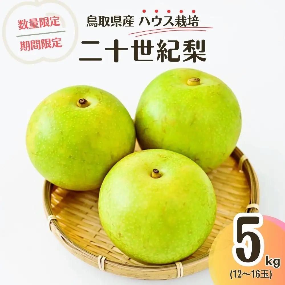 【数量限定】ハウス二十世紀梨 5kg （生橋農園） 果物 フルーツ 梨