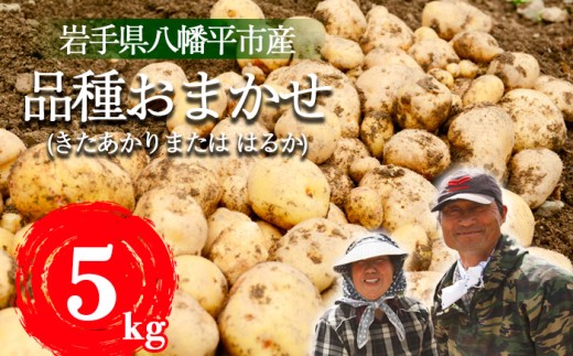＜2026年8月中旬発送開始予定＞  岩手県産 じゃがいも 品種おまかせ （ きたあかり または はるか ） 5kg 【松浦農園】／ ジャガイモ じゃが芋 芋 いも お芋 おいも 馬鈴薯 ばれいしょ 