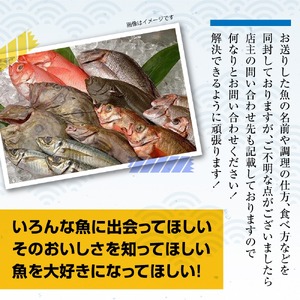 三陸海の恵み詰め合わせ【下処理可】(1～2人用) 鮮魚 海鮮 刺身 