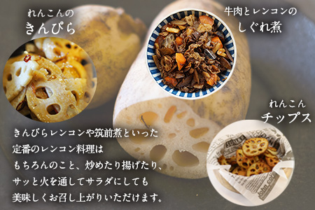 レンコン 約3kg 熊本県氷川町産 道の駅竜北《11月下旬-3月末頃出荷(土日祝除く)》