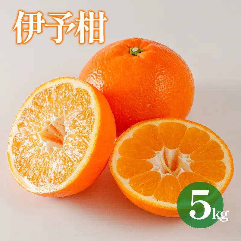 【2027年1月下旬から順次発送 】【伊予柑】 約5kg 伊予柑 愛媛県松山市【DRM005】