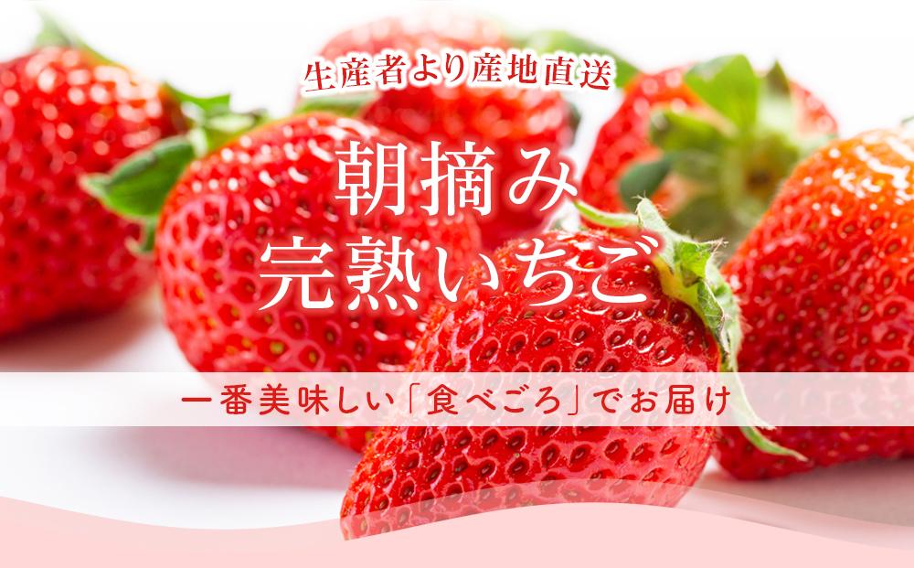 【先行予約】高知県南国市産／いちご（2025年1月～発送）