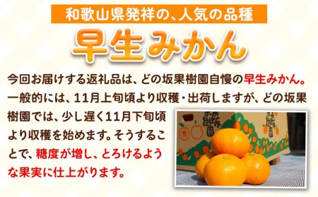 早生みかん5kg(2S～Lサイズ) どの坂果樹園《12月上旬-1月末頃出荷》 和歌山県 日高川町 みかん 早生