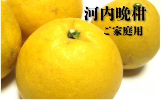 
                  【2027年4月上旬～5月下旬頃に順次発送予定】【和製グレープフルーツ】有田育ちの河内晩柑(ご家庭用)　1kg+200g(補償分)【ard223B】
                