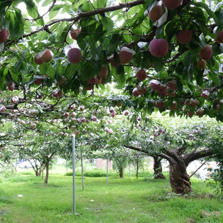 ＜Bonchi＞貴陽 1kg(6~8個入)