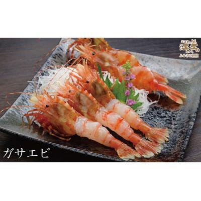 ふるさと納税 江差町 北海道産  希少な天然ガサエビ 500g |  | 01