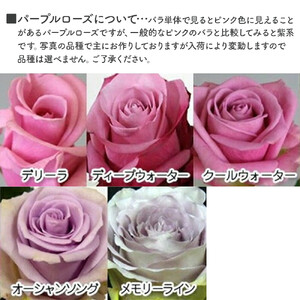 紫バラ70本【 薔薇  バラ 花 】