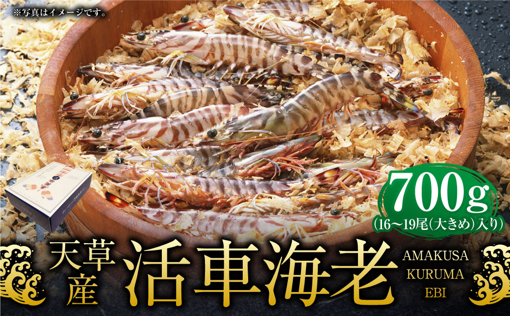
            【配送指定日必須】天草産活車海老 700g 大（2L） 16～19尾 活き車海老 車海老 車エビ 活き海老 活きエビ えび 海老 エビ 新鮮 魚介 【発送期間2025年11月25日から2026年3月31日】
          