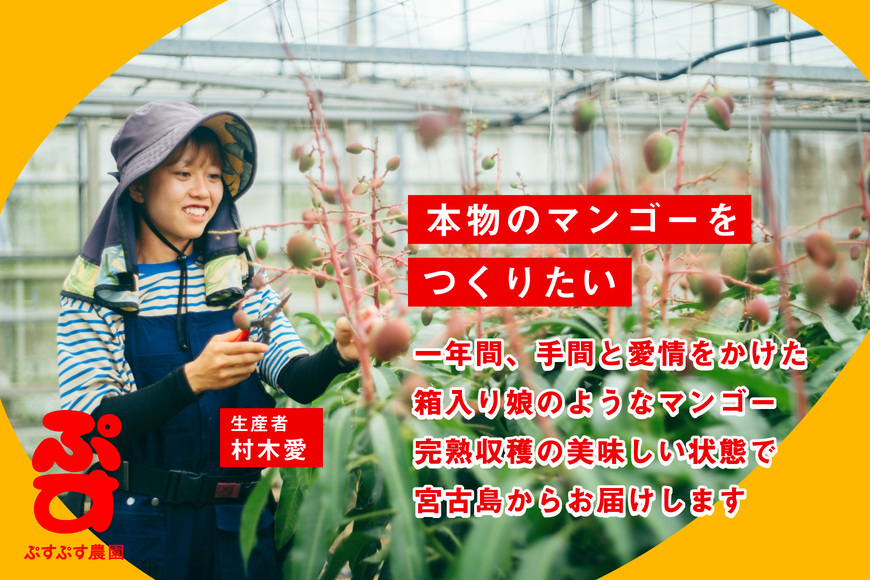 KY002 【ぷすぷす農園】宮古島産完熟マンゴー(家庭用／2キロ／農園直送)