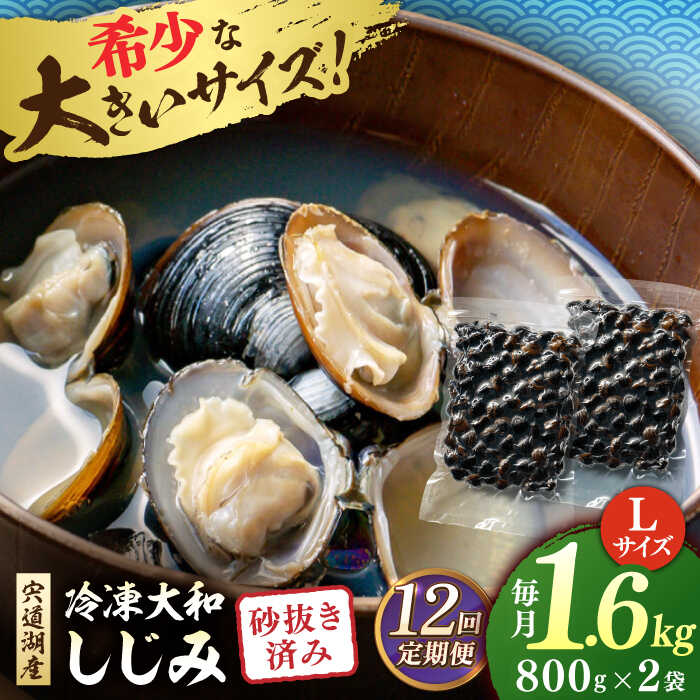 【ふるさと納税】【全12回定期便】しじみ 宍道湖産 冷凍大和しじみ 砂抜き済 Lサイズ800×2袋(1.6kg) 島根県松江市/しじみ市場株式会社[ALDK008]｜ しじみ シジミ 蜆 貝 魚貝類 魚介類 海鮮 簡単 お手軽 砂抜き しじみ汁 大和しじみ 宍道湖 冷凍 味噌汁 お吸い物 料理 13万円