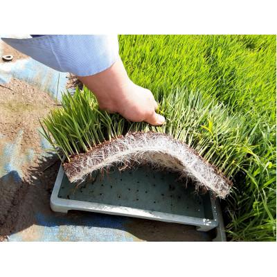 ふるさと納税 糸魚川市 新潟県産 糸魚川産令和7年産 コシヒカリ 100% 精米 2kg 7分づき 新米 |  | 02