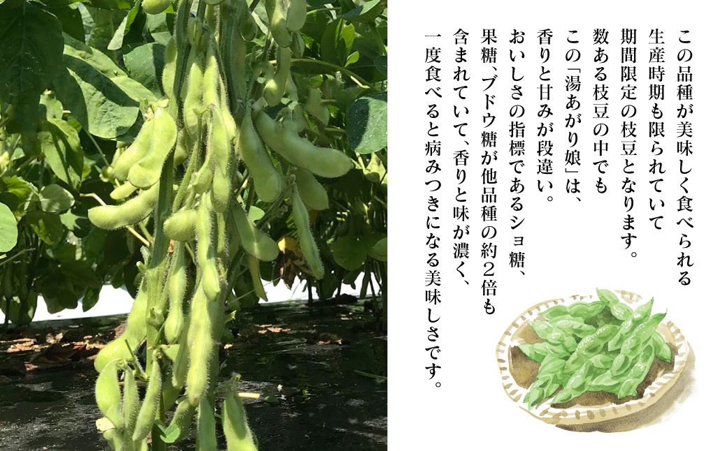 【先行予約】 熊本県八代市産枝豆 [湯あがり娘（茶豆風味）] 1.6kg 【2024年6月中旬より順次発送】_イメージ4