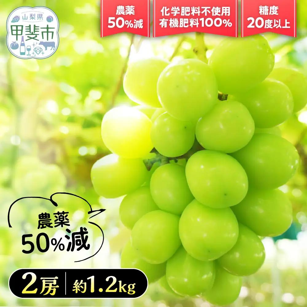 【2026年／令和8年発送】樹上完熟シャインマスカット（特別栽培）1.2㎏／2房